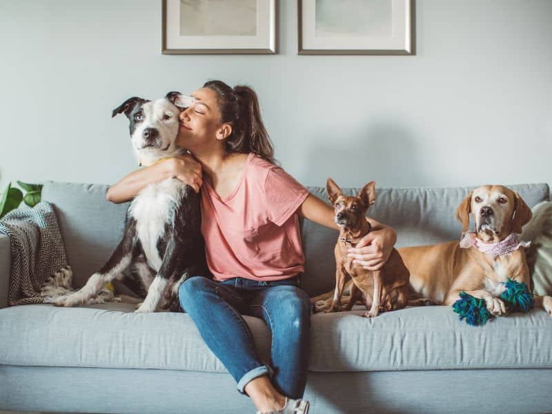 6 Ways to Eliminate Pet Odor in Your Home
